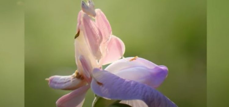 Belalang Anggrek, Serangga Tercantik di Dunia