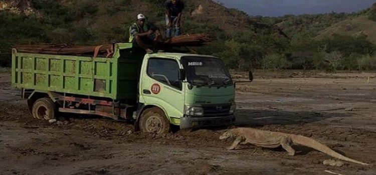 Foto seekor komodo yang tengah berhadapan dengan sebuah truk viral di media sosial (Dok. Istimewa)