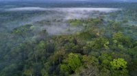 Hutan hujan Amazon (Foto: BBC/Ignacio Palacios)