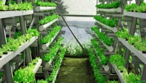 Semakin Menguntungkan, Pahami ini Sebelum Mulai Bisnis Hidroponik