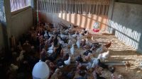 Cara Budidaya Ternak Ayam Kampung Yang Baik dan Benar