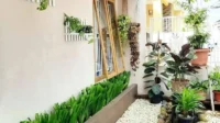 25 Tanaman Hias Depan Rumah yang Membuat Hunian Lebih Cantik dan Asri