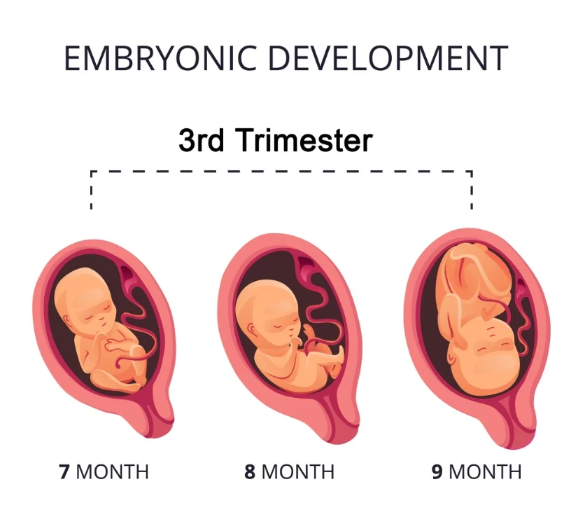 30 Minggu Kehamilan: Berapa Bulan dan Perkembangan Janin di Trimester Ketiga
