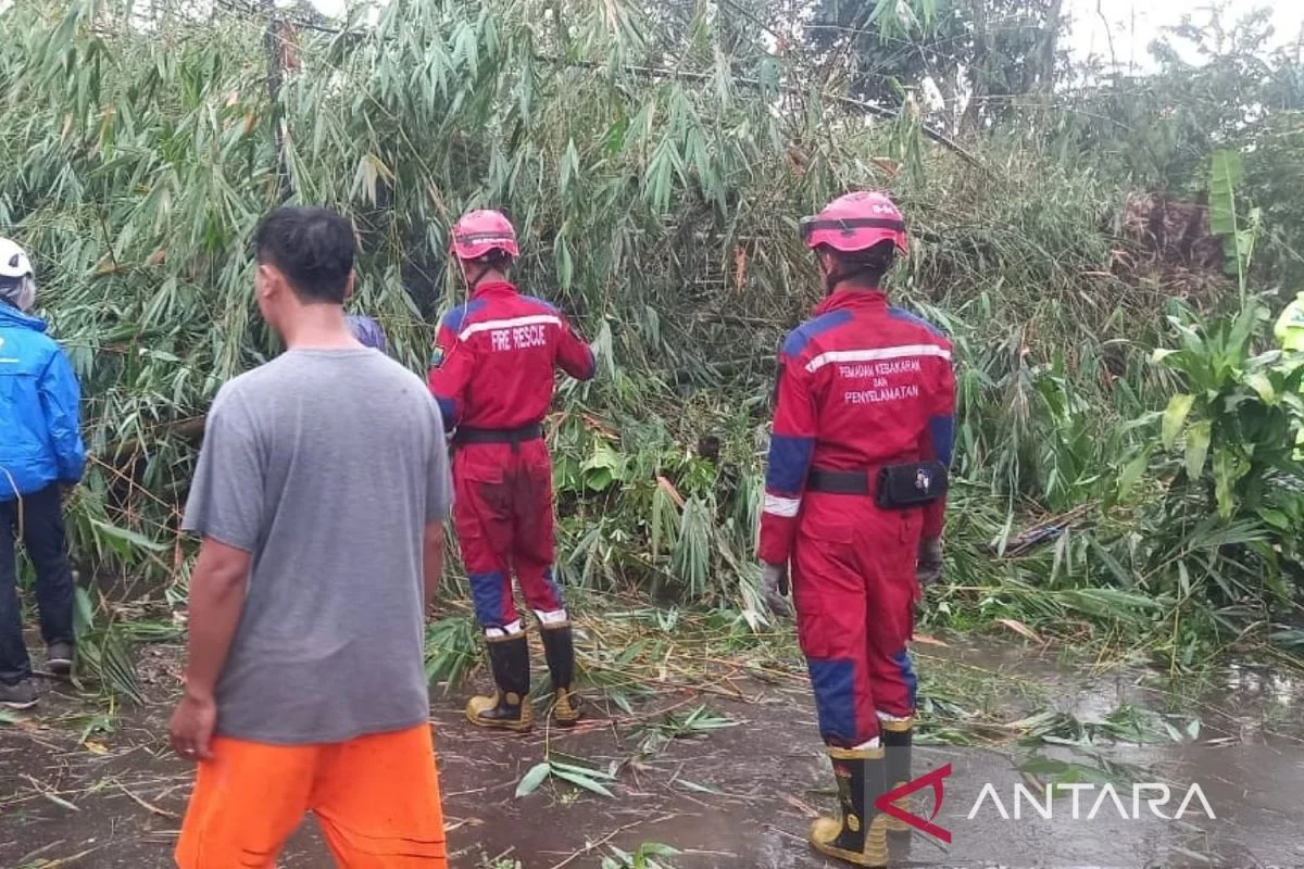 BPBD Cianjur Respon Cepat Atasi Pohon Tumbang di Jalan Puncak-Cianjur, Pemotor Tewas