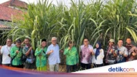 Bulog Pastikan Serap Panen Tebu 2026, Ahmad Rizal Kunjungi Petani Blora