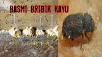 Cara Ampuh Basmi Bribik pada Furnitur Kayu: Solusi Alami untuk Hama Penghancur Kayu