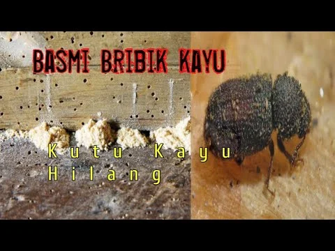 Cara Ampuh Basmi Bribik pada Furnitur Kayu: Solusi Alami untuk Hama Penghancur Kayu
