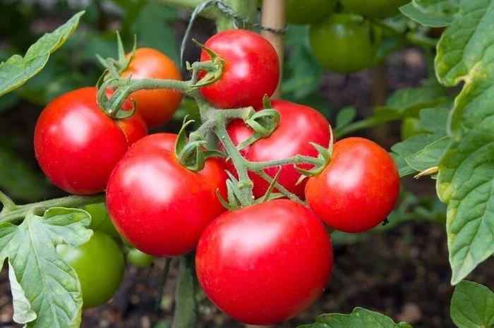 Cara Menumbuhkan Tanaman Tomat Subur dari Sisa Burger: Tips Praktis untuk Keluarga