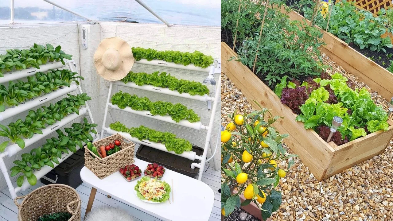 Cara Praktis Membuat Kebun Sayur di Rumah untuk Pemula: Tips Hemat dan Efektif