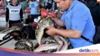Darah Ular Piton: Klaim Ilmuwan Sebagai Obat Diet Alami Menimbulkan Kontroversi