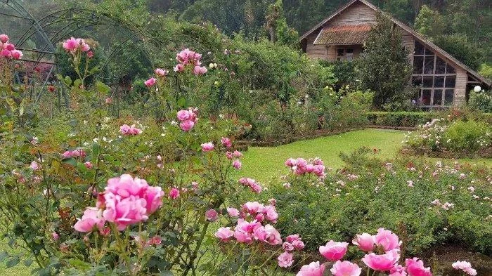 David Beckham Puji Kebun Mawar Raja Charles: "Mawar Anda Lebih Indah Daripada Milikku"