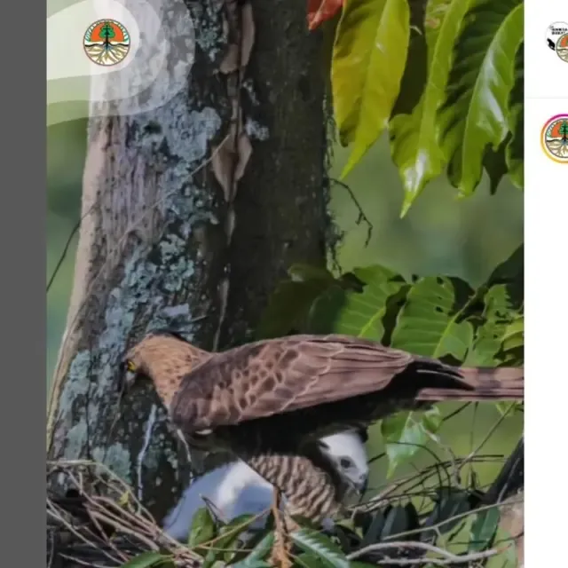 Elang Jawa Langka Lahir di TNGHS, Dinamai Garda Nusantara sebagai Simbol Kebanggaan Nasional