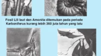 Fosil Baru Ungkap Evolusi Makhluk Kompleks Lebih Awal Dari yang Diperkirakan