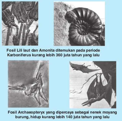 Fosil Baru Ungkap Evolusi Makhluk Kompleks Lebih Awal Dari yang Diperkirakan