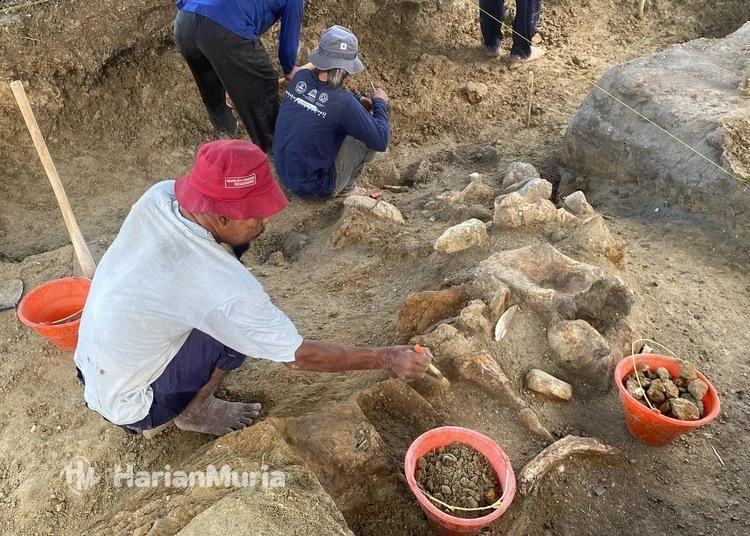 Fosil Gajah dan Buaya Berusia 1,8 Juta Tahun Ditemukan di Bumiayu, Temuan Arkeologi Mengguncang Dunia Ilmu