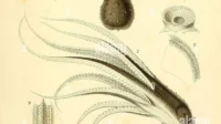 Fosil Ternama 'Octopus Tertua' Ternyata Bukan Octopus: Penemuan Baru Mengubah Sejarah Evolusi Cephalopoda