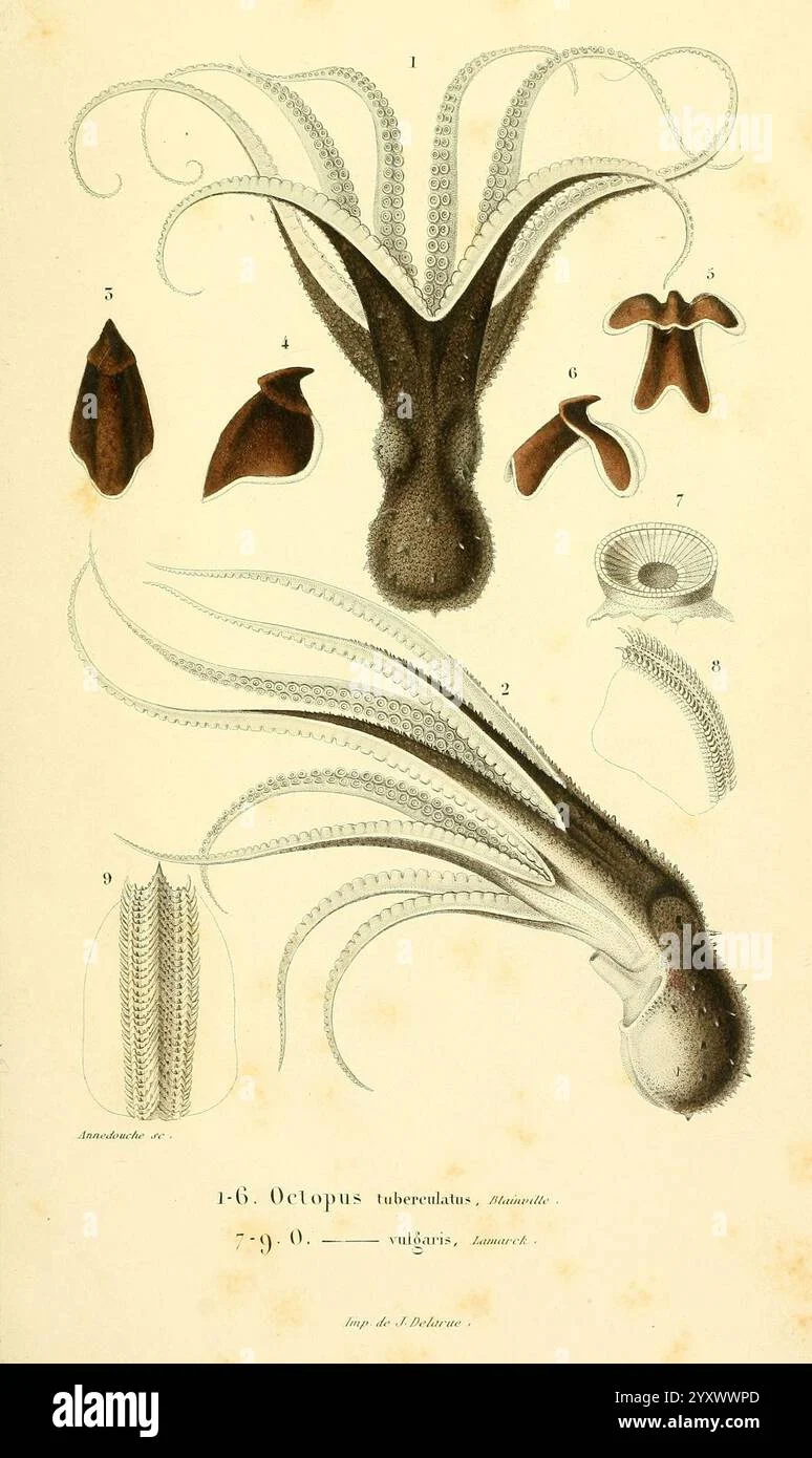 Fosil Ternama 'Octopus Tertua' Ternyata Bukan Octopus: Penemuan Baru Mengubah Sejarah Evolusi Cephalopoda