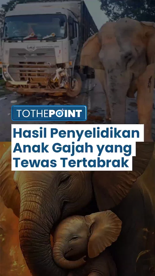 Gajah Berwarna Pink Tewas, Fakta di Balik Viralitas dan Penyebab Kematian