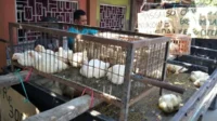 Harga Ayam Turun Drastis, Peternak Jerit di Kandang: Dampak pada Pasar dan Peternakan Nasional