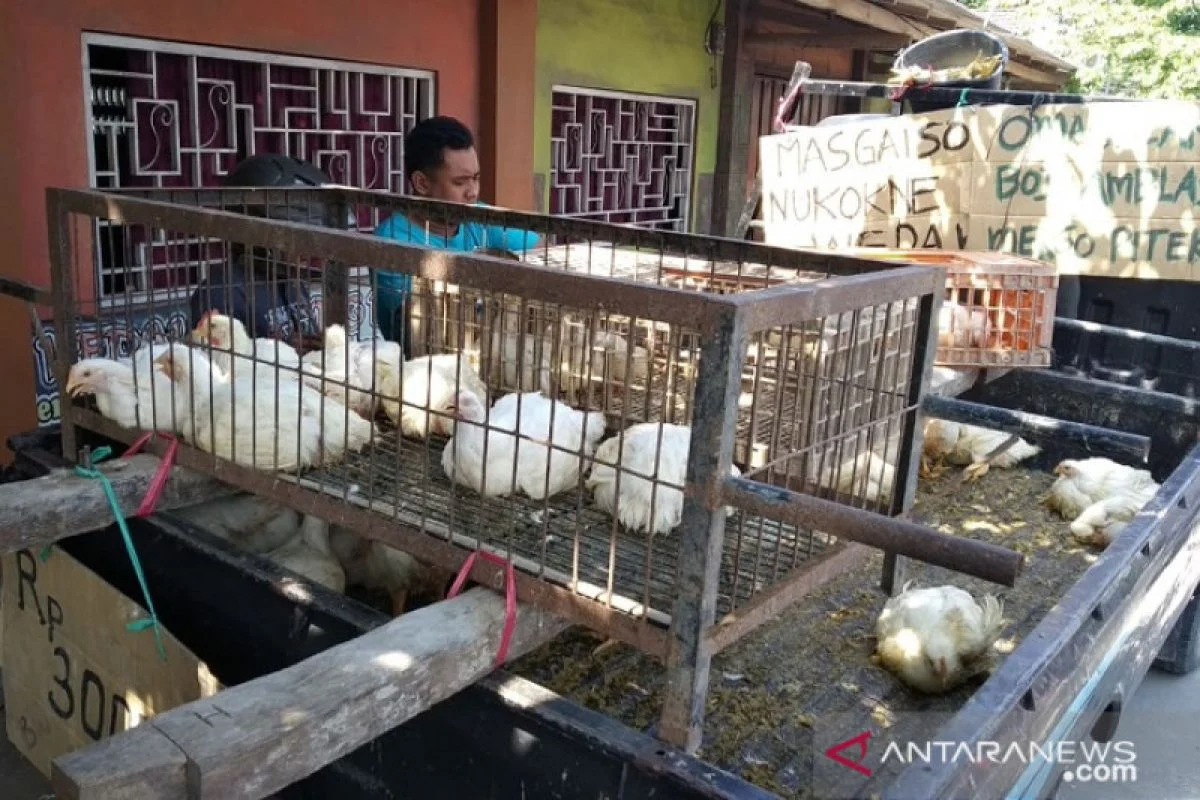 Harga Ayam Turun Drastis, Peternak Jerit di Kandang: Dampak pada Pasar dan Peternakan Nasional