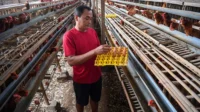 Harga Pakan Naik Tajam, Peternak Ayam Terpaksa Jual Telur Hanya Rp21.000 per Kg