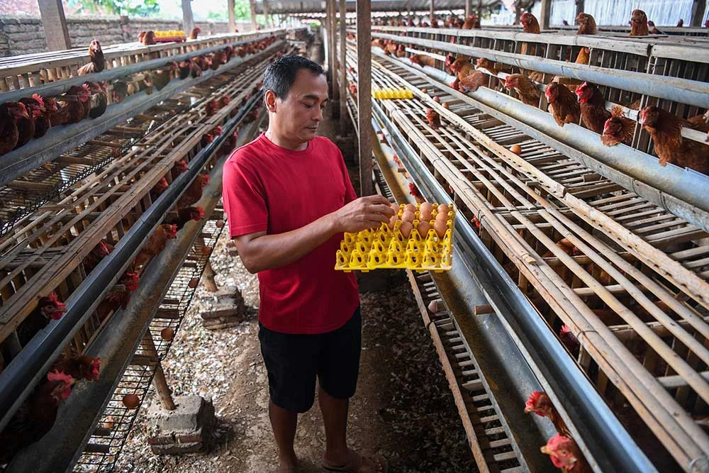 Harga Pakan Naik Tajam, Peternak Ayam Terpaksa Jual Telur Hanya Rp21.000 per Kg