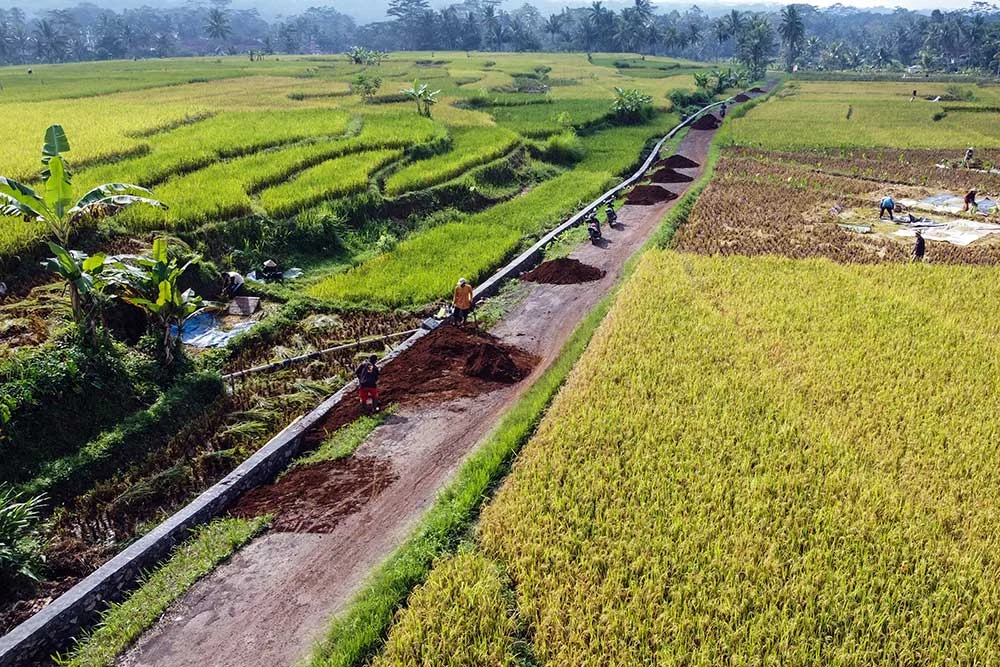 Indonesia Perkuat Ketahanan Pangan: Persiapan Menghadapi El‑Niño Godzilla dengan Stok Beras dan Jagung Melimpah