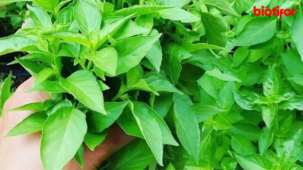 Kemangi Jadi Bahan Alami Populer untuk Perawatan Kulit: Manfaat, Cara Pakai, dan Tips Memaksimalkan Hasil