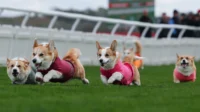Lomba Lari Corgi Meriah Memeriahkan Musselburgh, Skotlandia