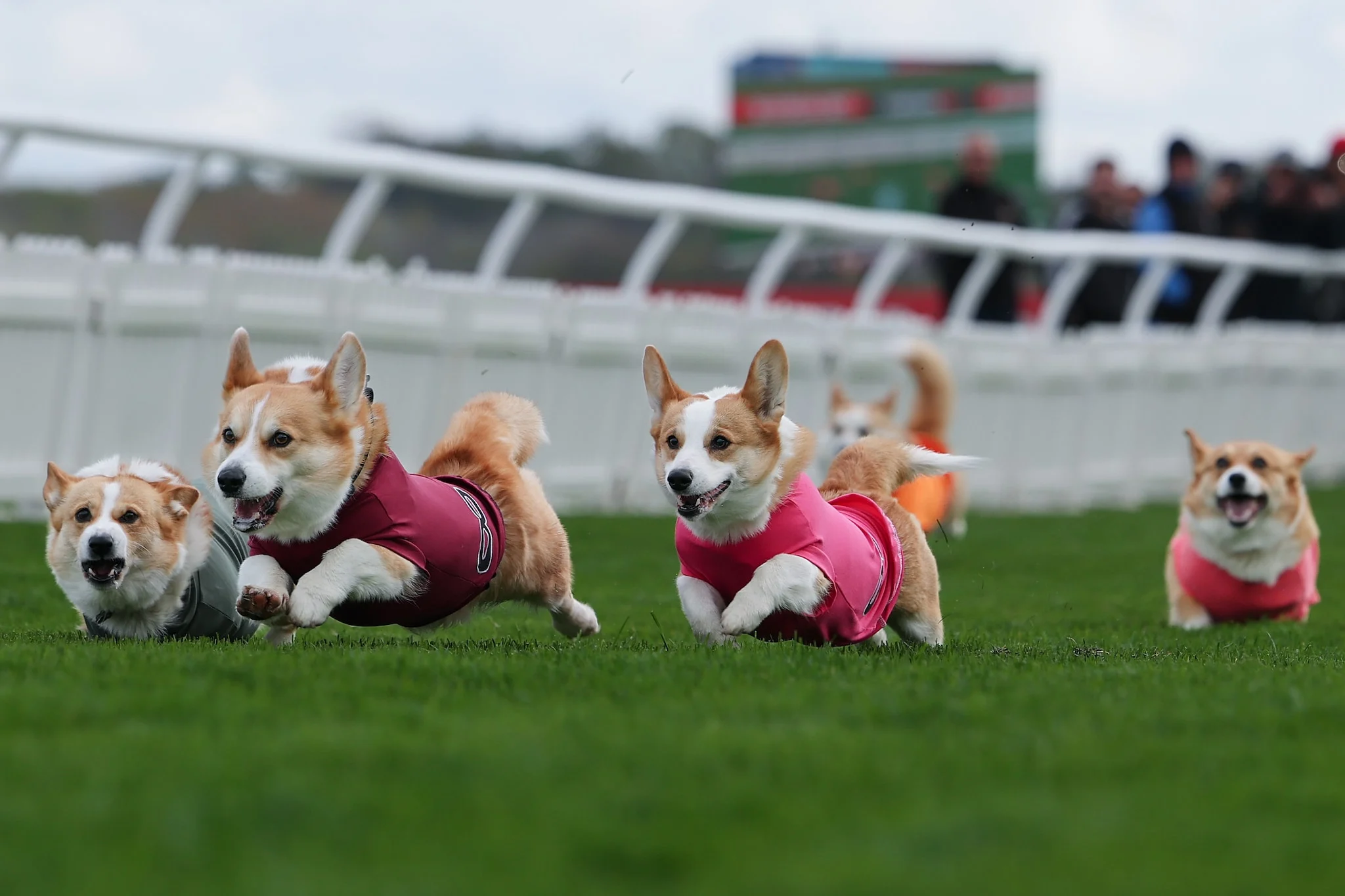 Lomba Lari Corgi Meriah Memeriahkan Musselburgh, Skotlandia