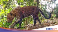 Macan Tutul Kelaparan Turun Gunung, Mengguyur Permukiman Cisarua Bogor dan Diselamatkan Tim Satwa Liar