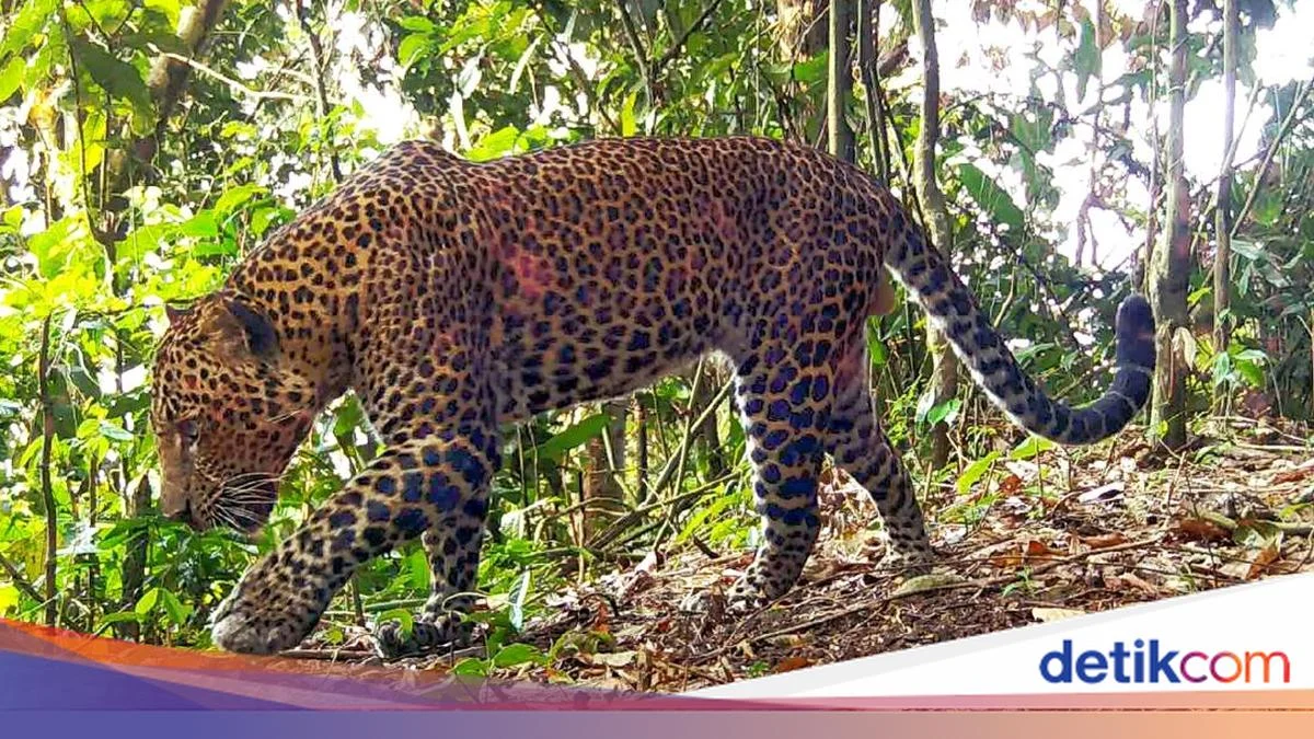 Macan Tutul Kelaparan Turun Gunung, Mengguyur Permukiman Cisarua Bogor dan Diselamatkan Tim Satwa Liar
