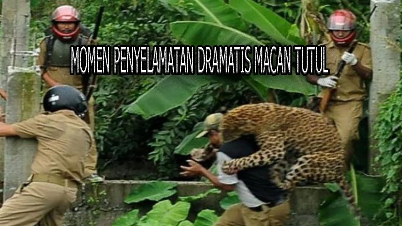 Macan Tutul Liar Terjebak di Permukiman Cisarua: Penyelamatan dan Evakuasi Warga