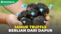 Mengungkap Rahasia Truffle: Mengapa Jamur Sultan Bisa Mahal Seharga Motor