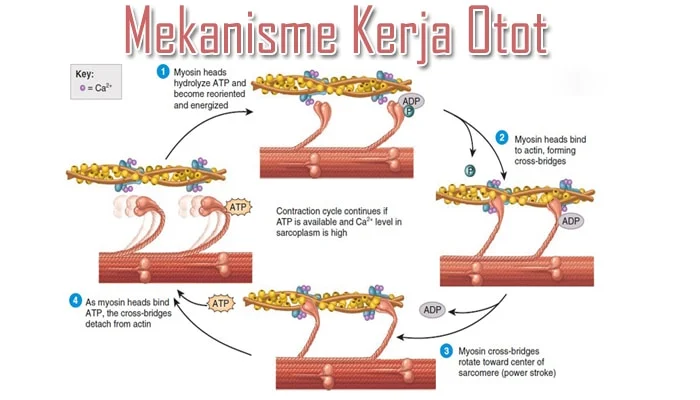 Mitos atau Fakta? Hubungan Antara Testosteron Tinggi dan Pertumbuhan Otot