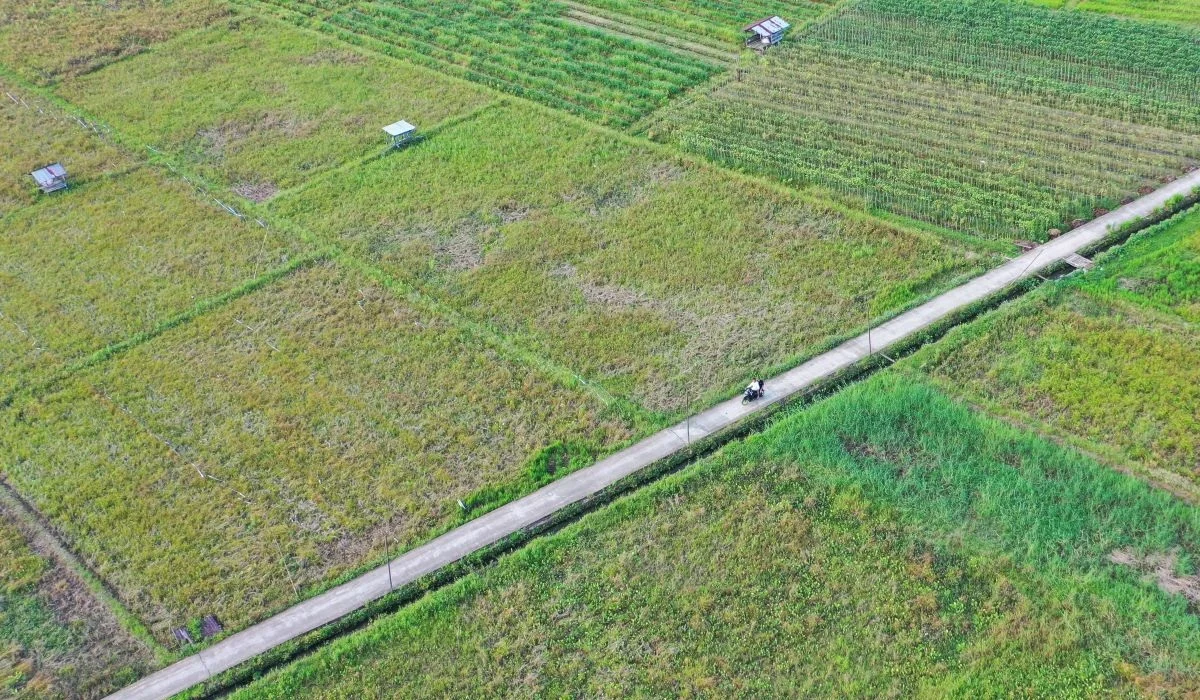 Panen Raya 2026 Tingkatkan Produksi Padi Nasional, Potensi Surplus Menguat