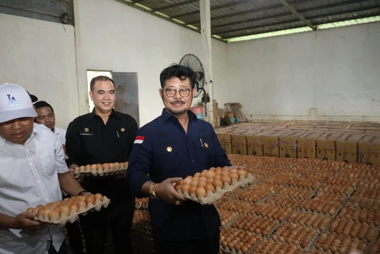 Pemerintah Pastikan Stok Jagung dan Telur Ayam Surplus Jelang El Nino 'Godzilla' – Antisipasi Krisis Pangan