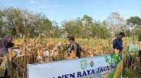 Pemkab Kotabaru Giat Panen Raya Jagung Manis di Sebelimbingan, Dorong Ketahanan Pangan Lokal