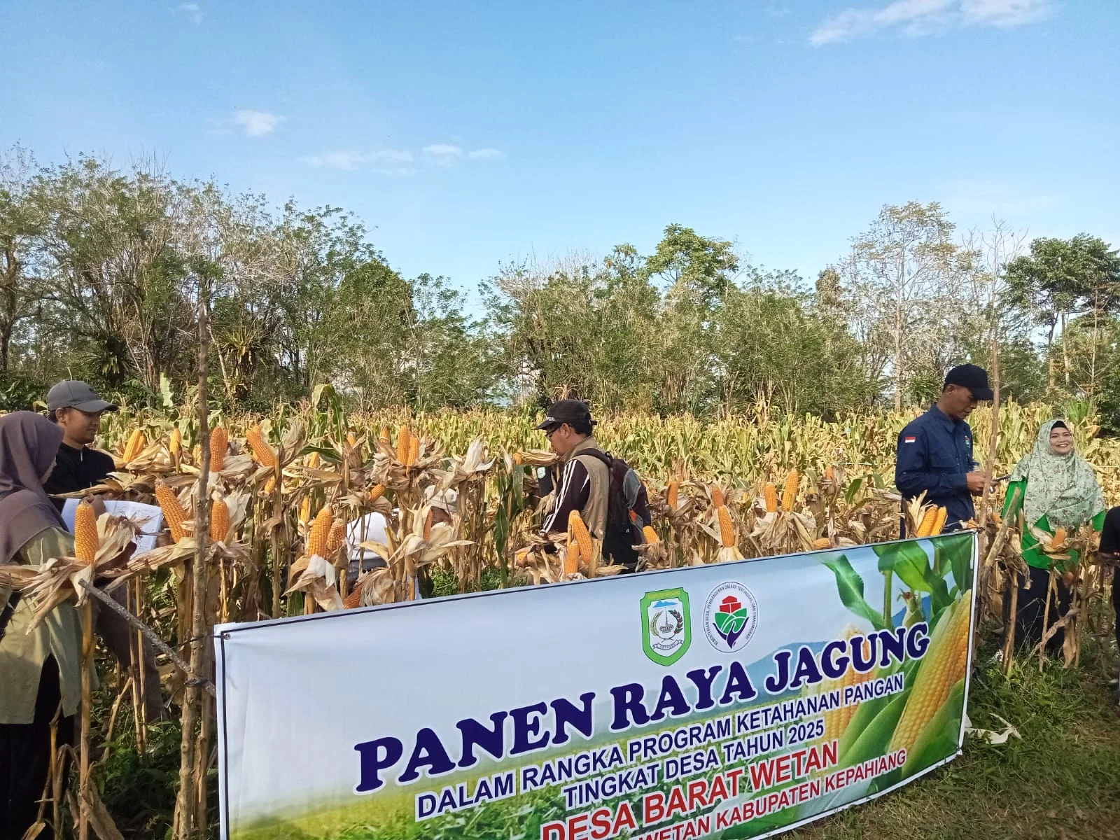 Pemkab Kotabaru Giat Panen Raya Jagung Manis di Sebelimbingan, Dorong Ketahanan Pangan Lokal