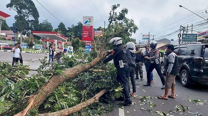 Pohon Raksasa 8 Meter Jatuh di Jalan Raya Cianjur-Cipanas, Menewaskan Pengendara Motor dan Merusak Kios