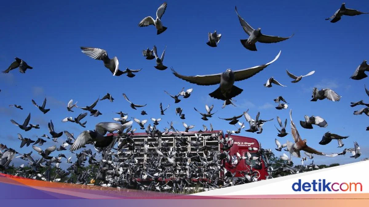 Ratusan Merpati Dilepas di Inggris, Musim Balap Resmi Dibuka