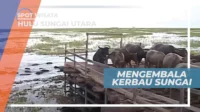 Revitalisasi Itik Alabio dan Kerbau Rawa Terintegrasi: Langkah Strategis Pemkab Hulu Sungai Utara untuk Tingkatkan Kesejahteraan