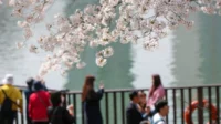 Ribuan Turis Terpukau Keindahan Sakura di Yunjung-ro, Seoul: Musim Semi yang Memikat