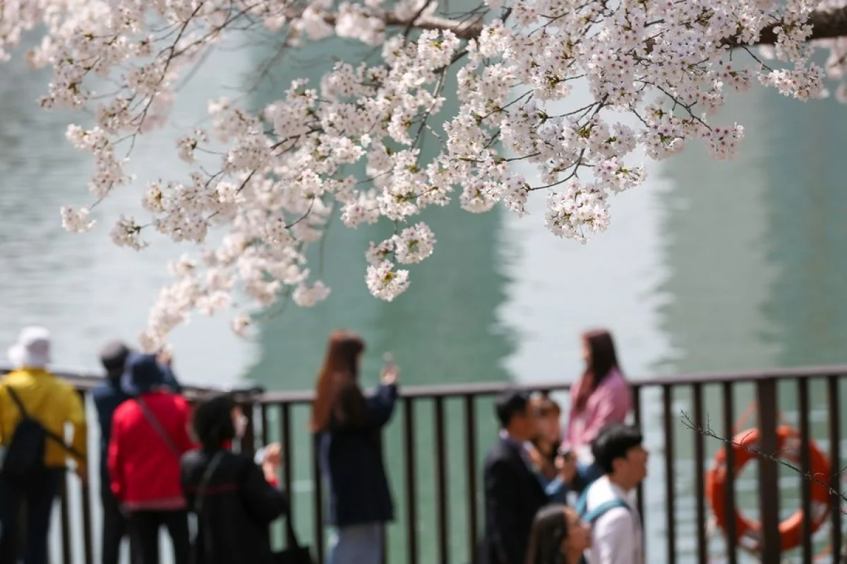 Ribuan Turis Terpukau Keindahan Sakura di Yunjung-ro, Seoul: Musim Semi yang Memikat