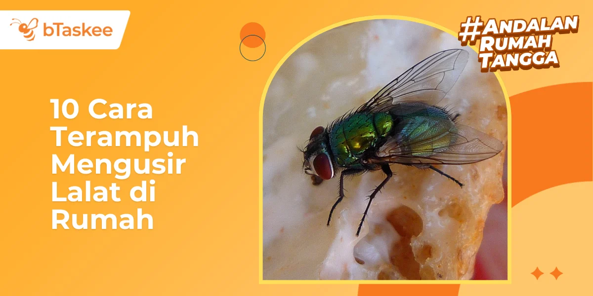 Strategi Ampuh Mengusir Lalat Hijau dari Rumah: Panduan Praktis untuk Hunian Sehat