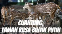 Taman Rusa Bintik Putih: Surga Wisata Gratis yang Memikat Warga Cijantung