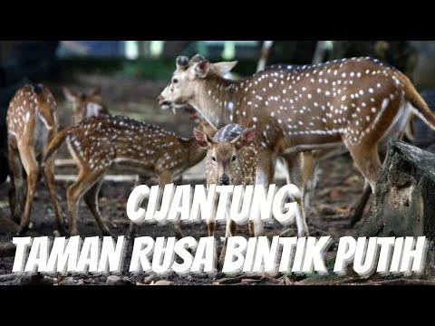 Taman Rusa Bintik Putih: Surga Wisata Gratis yang Memikat Warga Cijantung