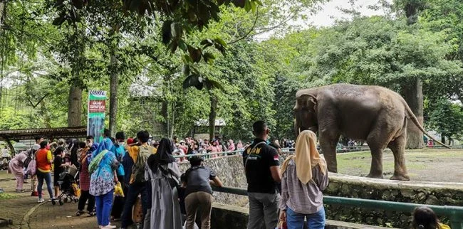 Taman Rusa Bintik Putih: Wisata Murah Meriah yang Menjadi Alternatif Ragunan di Jakarta