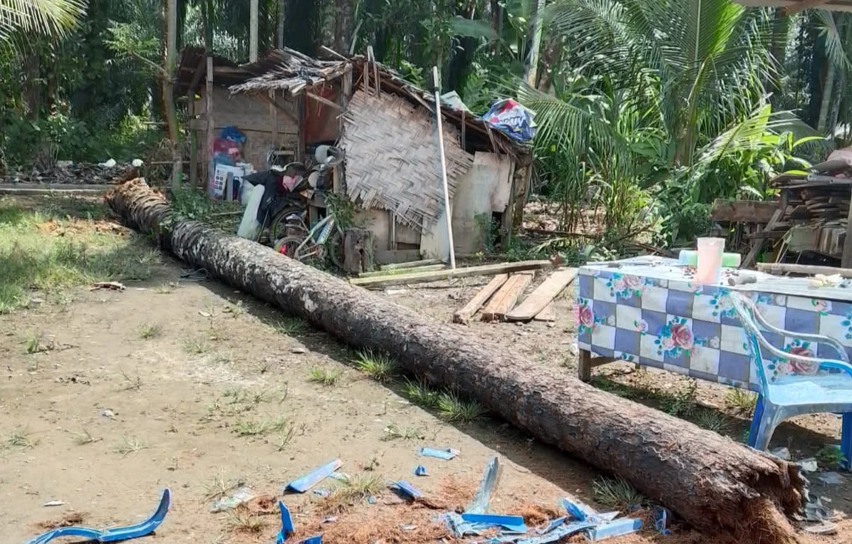 Tragedi Pencarian Telur Paskah di Jerman: Pohon Jatuh Menewaskan Ibu, Bayi, dan Remaja