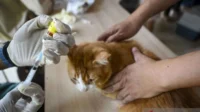 Vaksinasi Gratis untuk 45 Ribu Hewan Penular Rabies di Jakarta Barat, Upaya Menjaga Ibu Kota Bebas Rabies